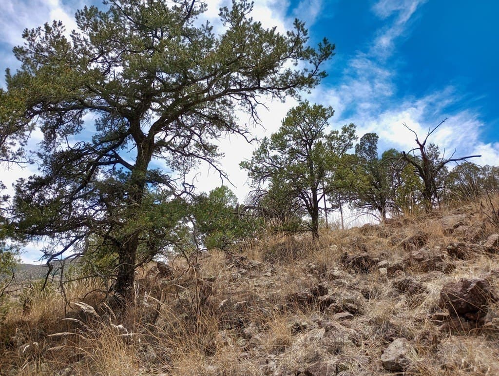 16.98 acres in Jeff Davis County - photo 10