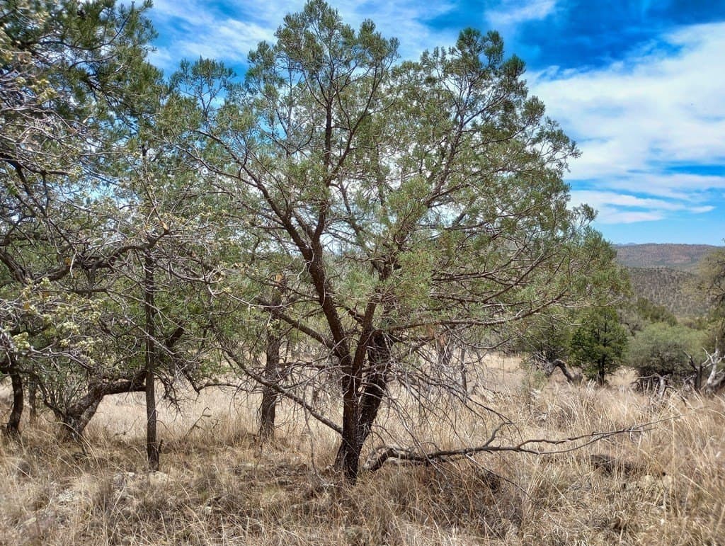 16.98 acres in Jeff Davis County - photo 12