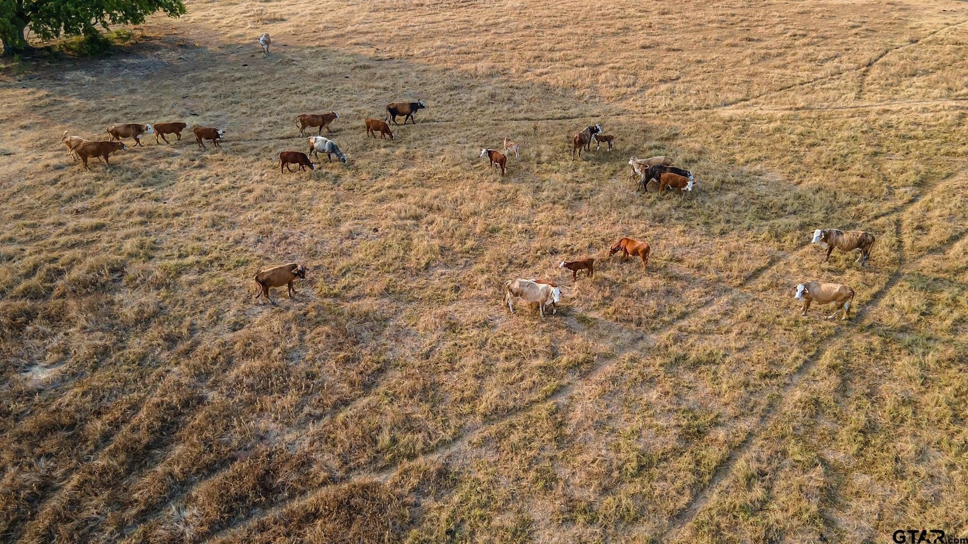 16.4 acres in Smith County - photo 9
