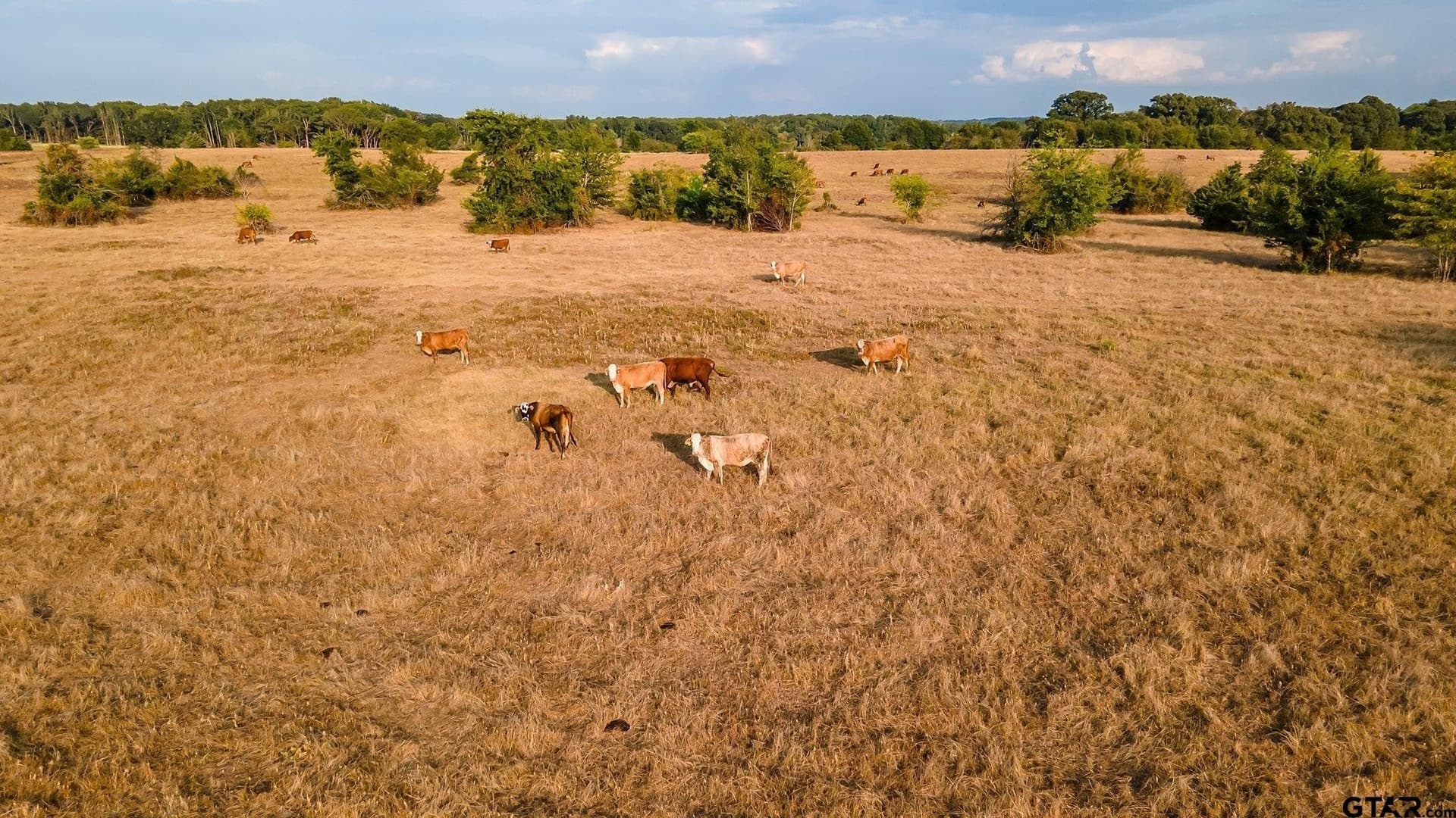 16.4 acres in Smith County - photo 6