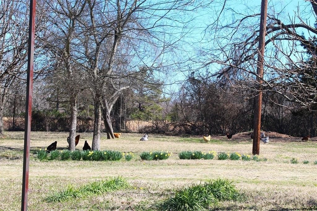 15 acres in Franklin (TX) County - photo 39