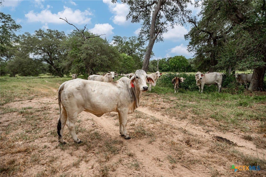 33.98 acres in Lavaca County - photo 23