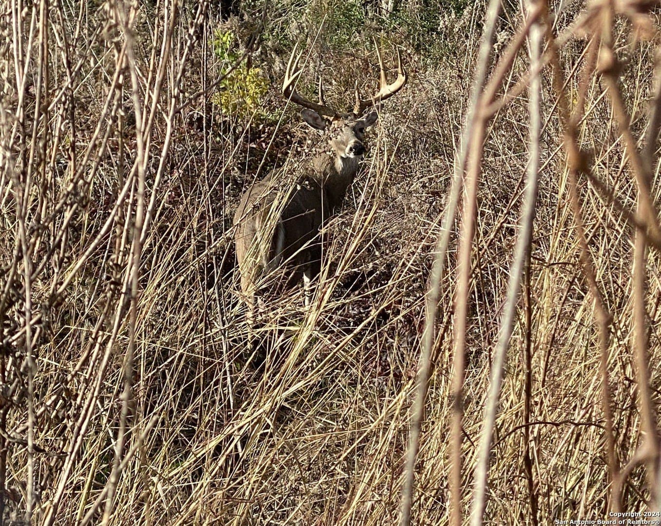85 acres in Uvalde County - photo 54