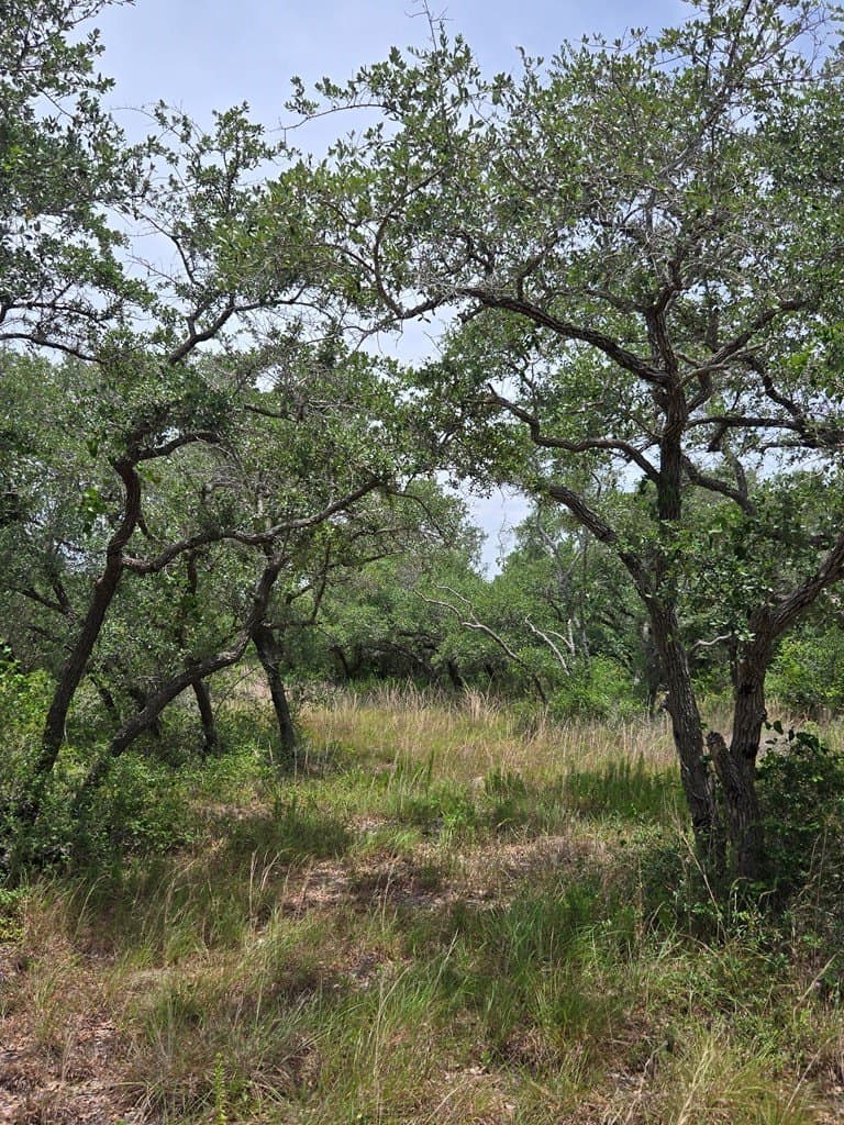 21.59 acres in Texas County - photo 6