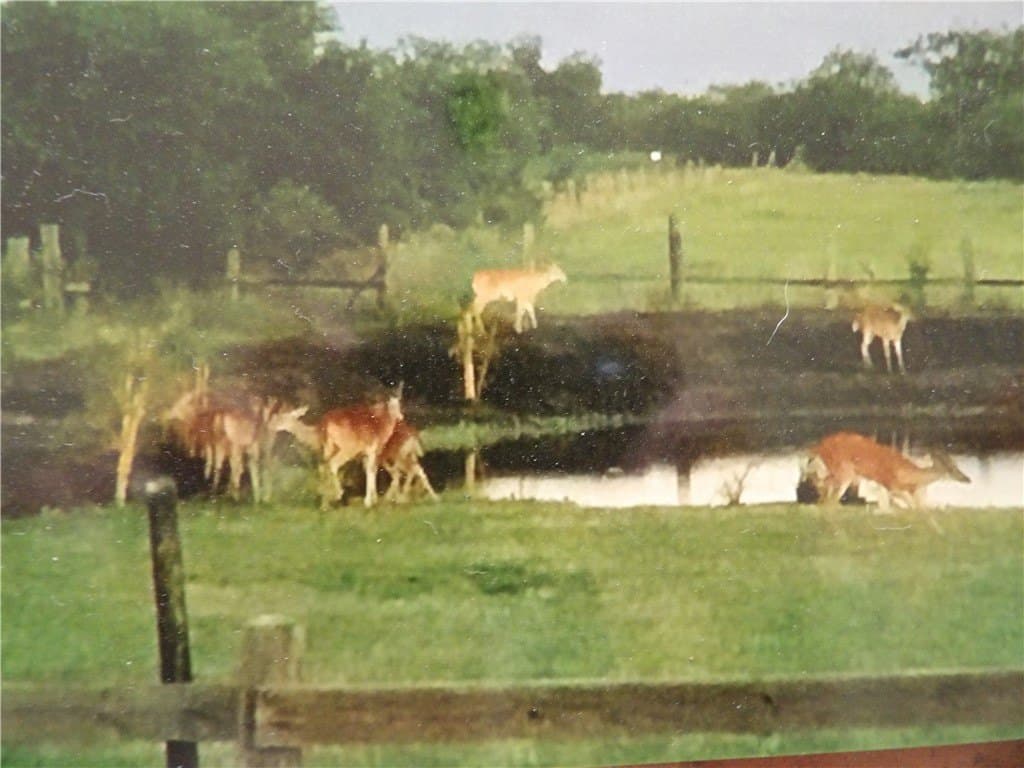 25 acres in Refugio County - photo 15