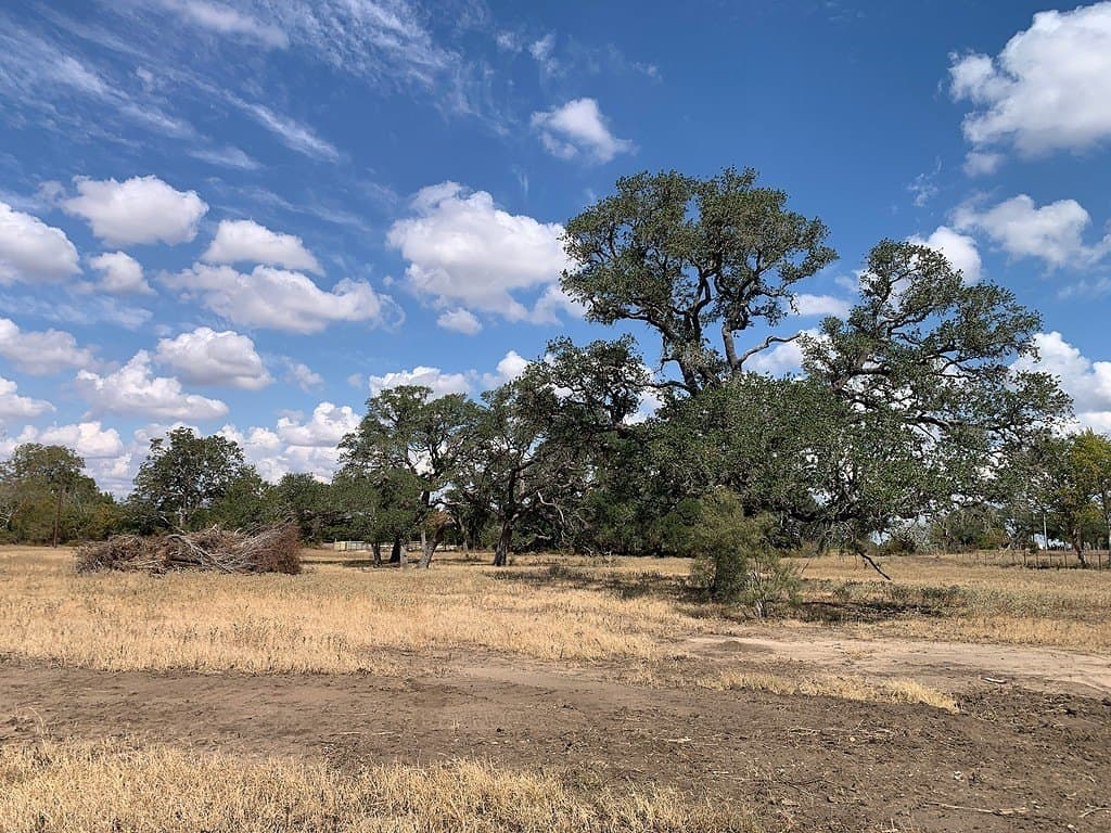 10.81 acres in Colorado County - photo 8