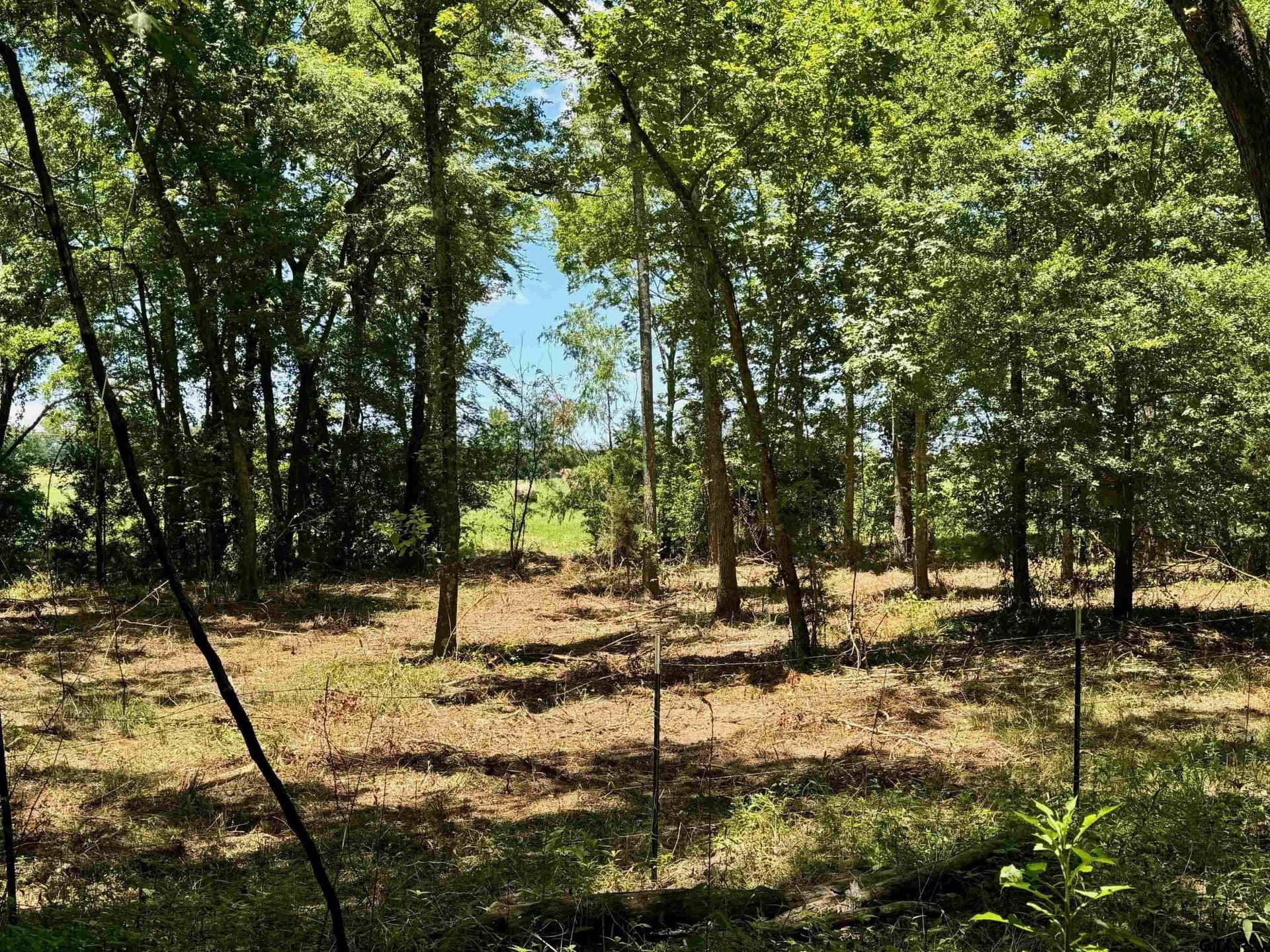 10 acres in Titus County - photo 7