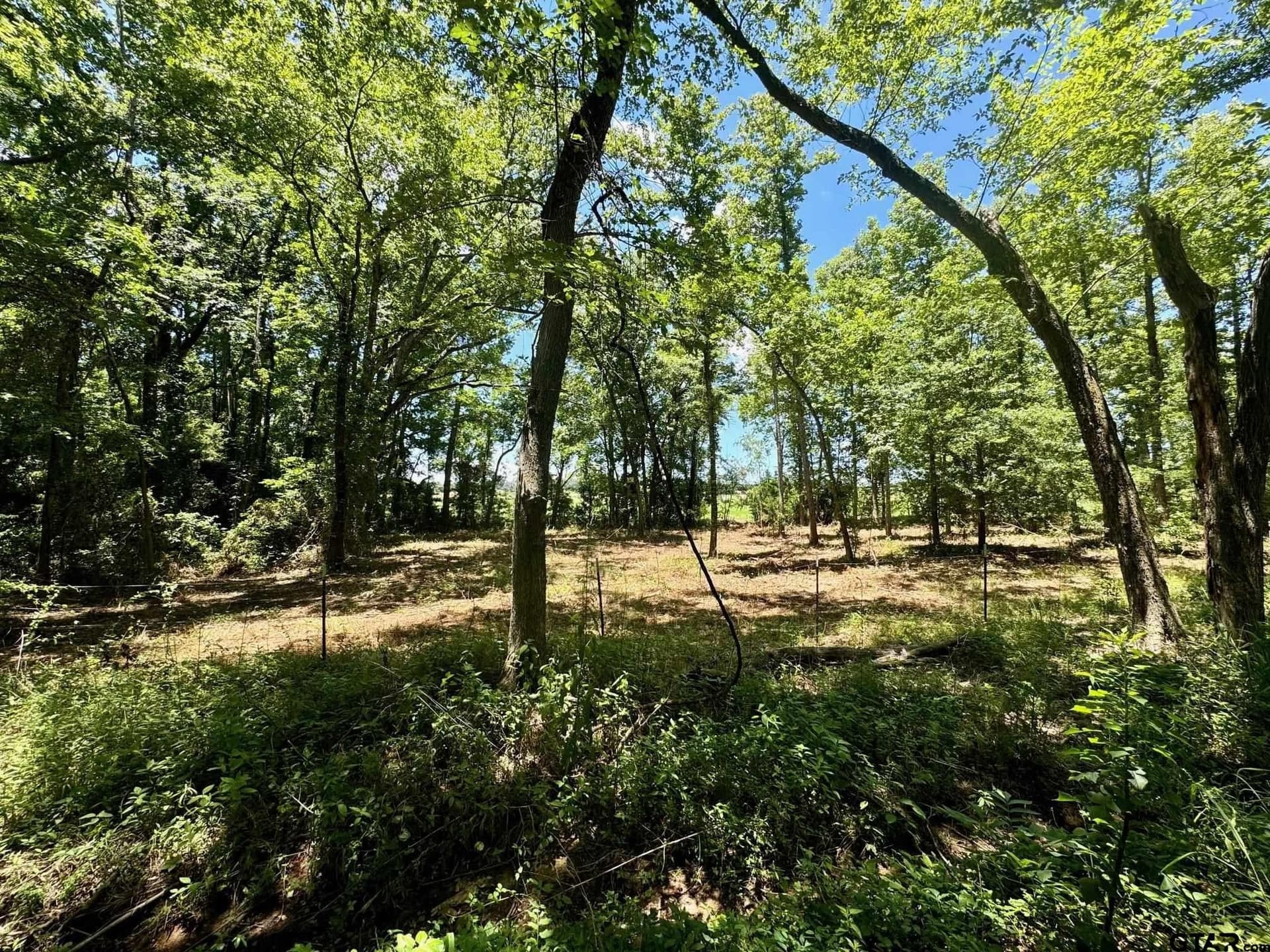 10 acres in Titus County - photo 8