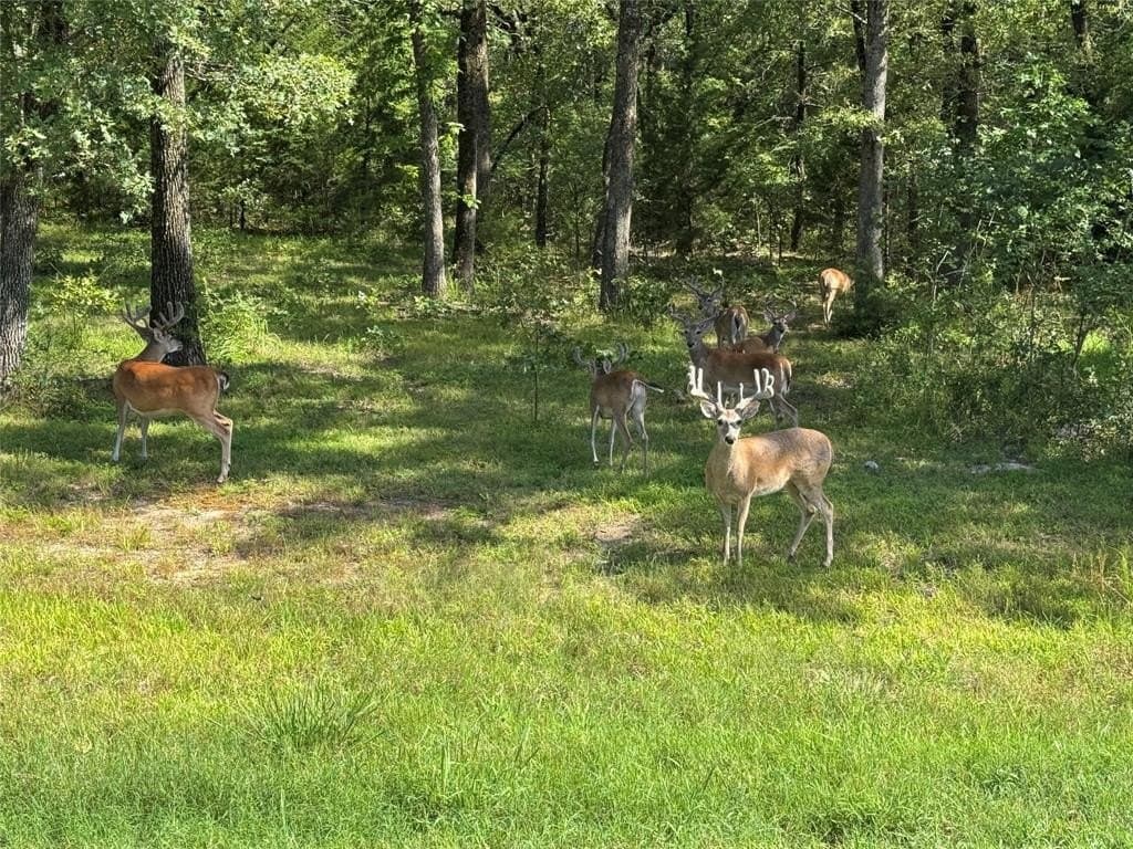 1 acres in Hunt County - photo 4