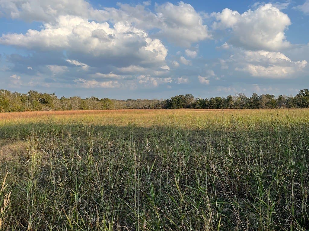2 acres in Austin County - photo 2