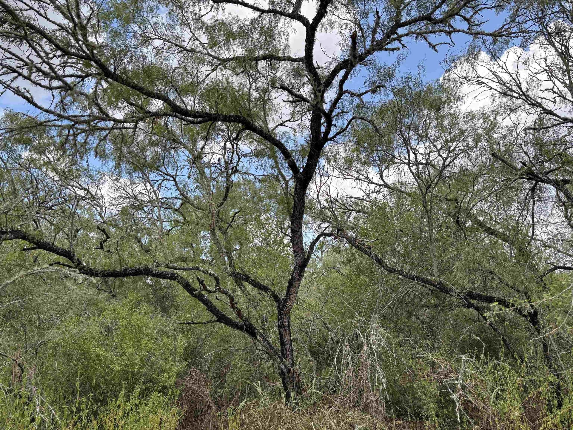 8 acres in JIM WELLS County - photo 13