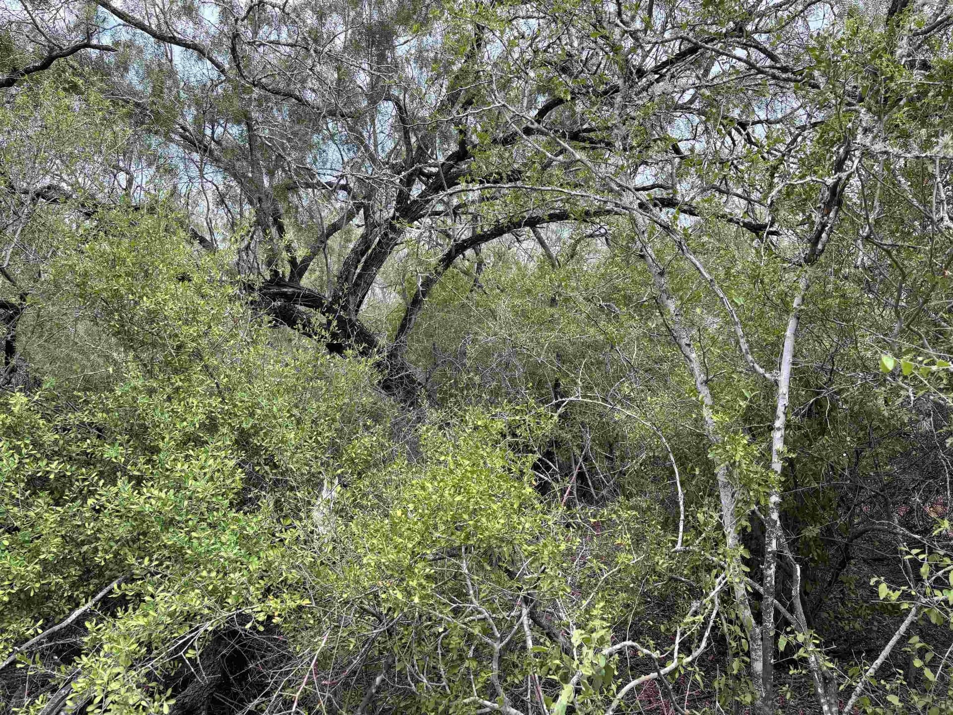 8 acres in JIM WELLS County - photo 6