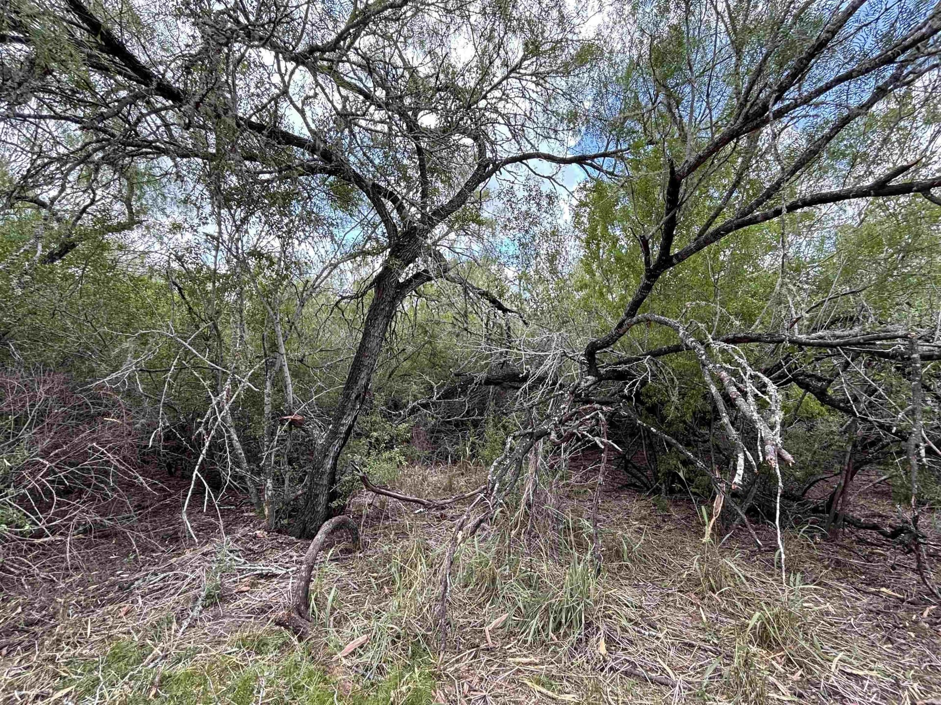 8 acres in JIM WELLS County - photo 12