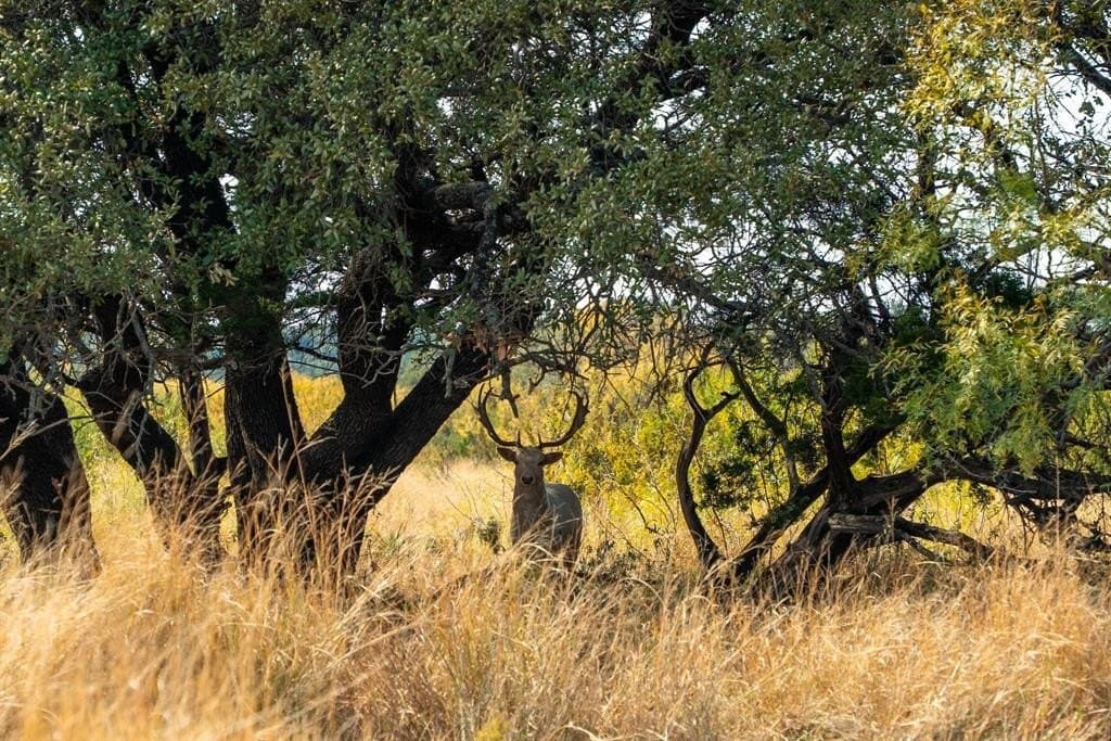 1,137 acres in Nolan County - photo 8