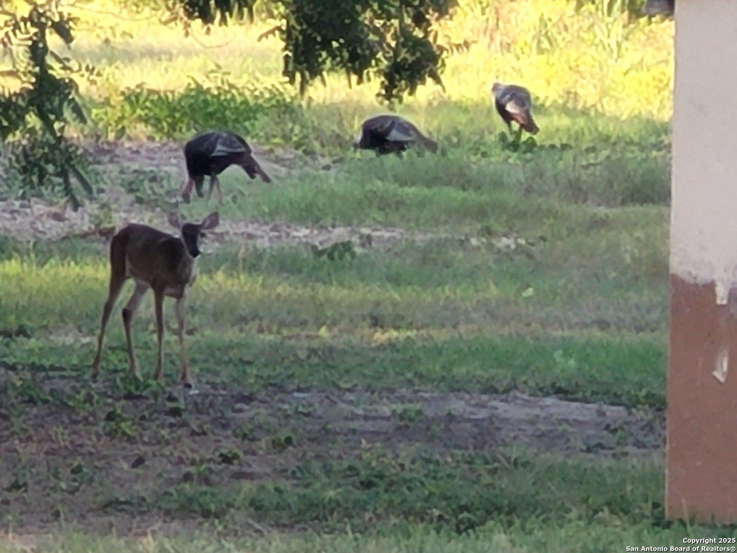 21 acres in Guadalupe County - photo 35