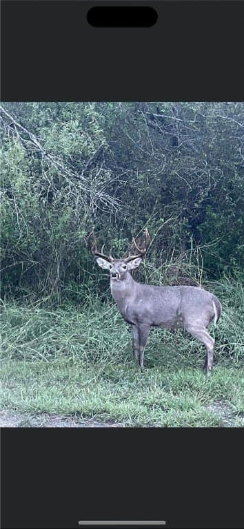 60 acres in Live Oak County - photo 17