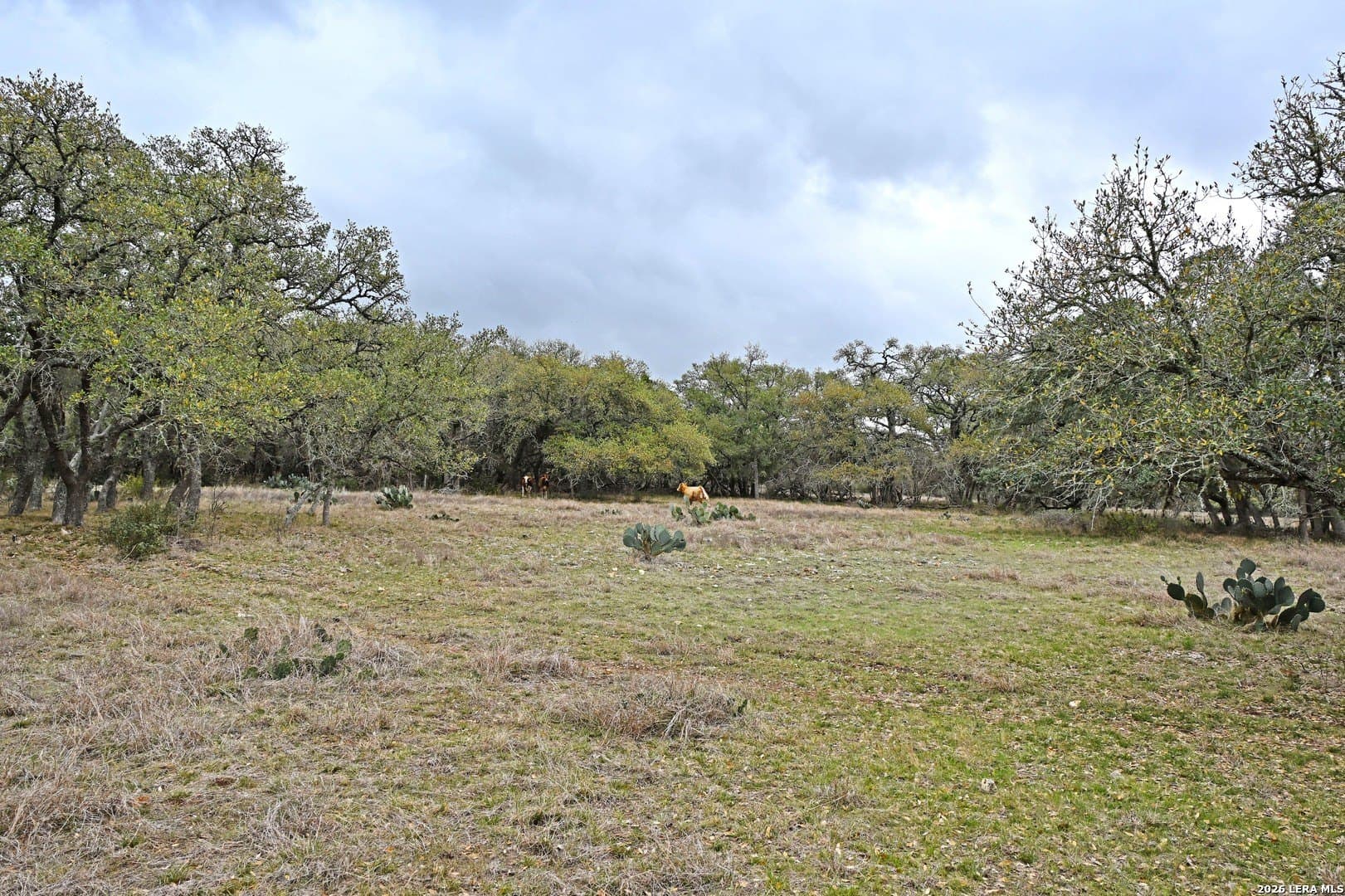 0 acres in Comal County - photo 25