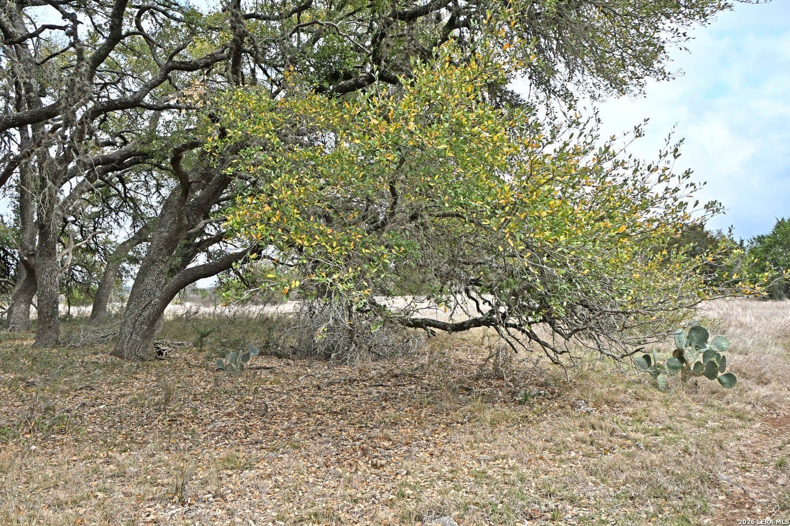 0 acres in Comal County - photo 17