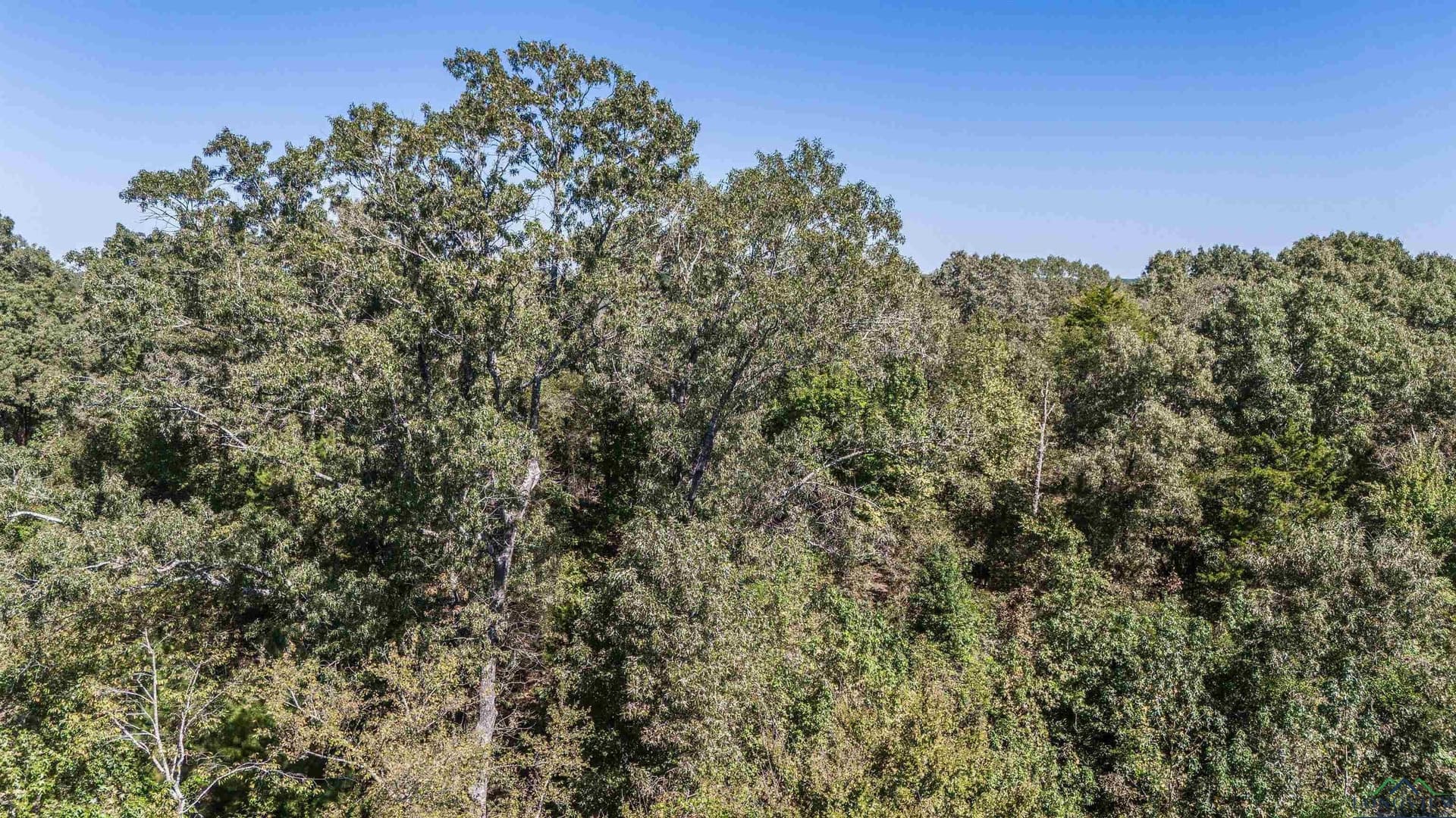 25.4 acres in Upshur County - photo 27