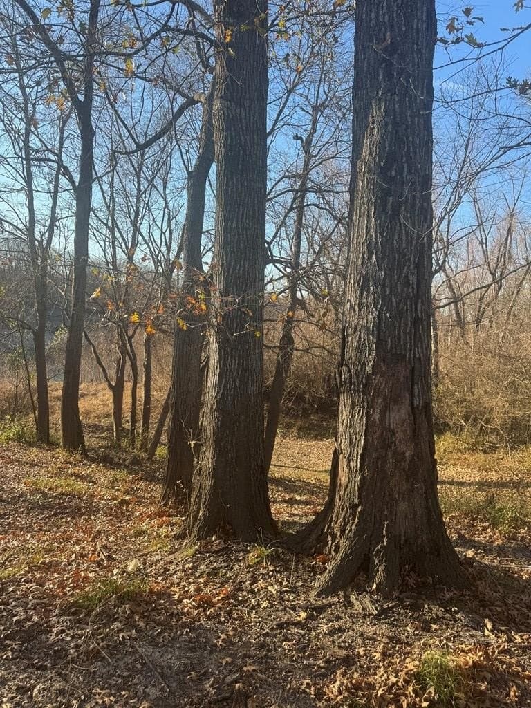 82.72 acres in ANDERSON County - photo 5