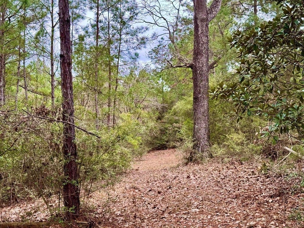 14.96 acres in Texas County - photo 31