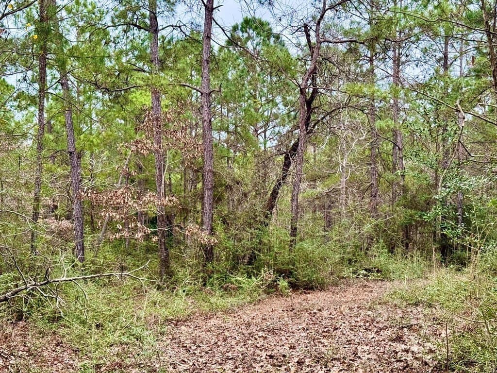 14.96 acres in Texas County - photo 30