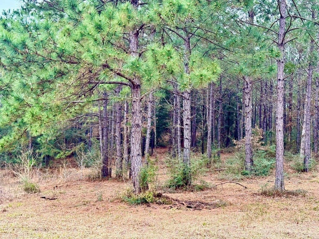 14.96 acres in Texas County - photo 13