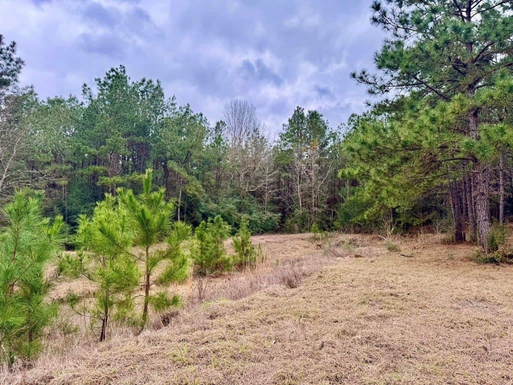 14.96 acres in Texas County - photo 14