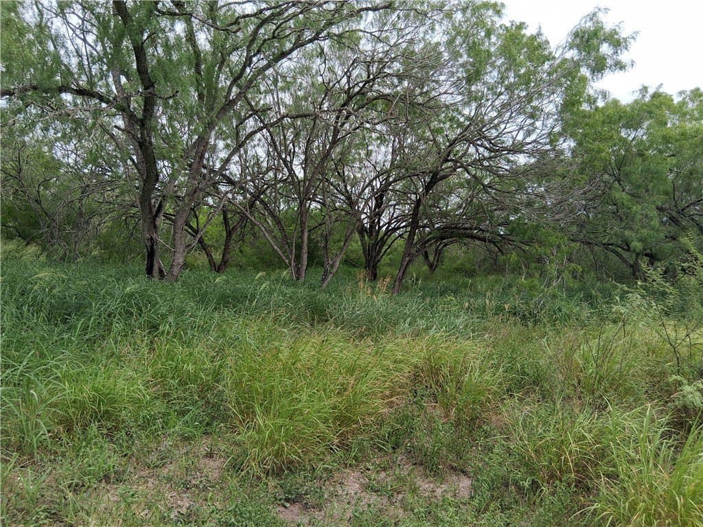 2.5 acres in Live Oak County - photo 2