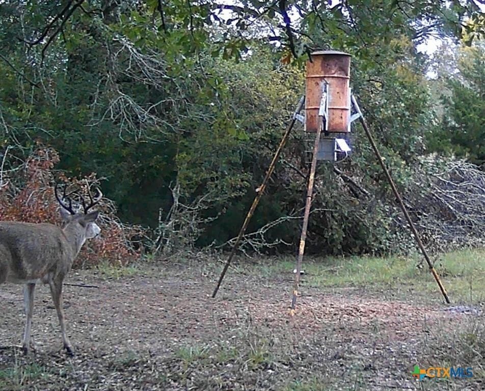 13 acres in Milam County - photo 9