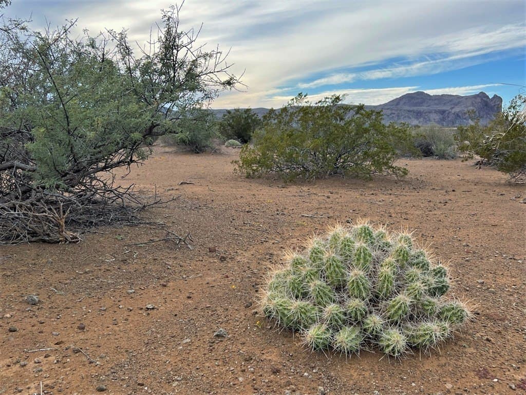 110 acres in Brewster County - photo 4