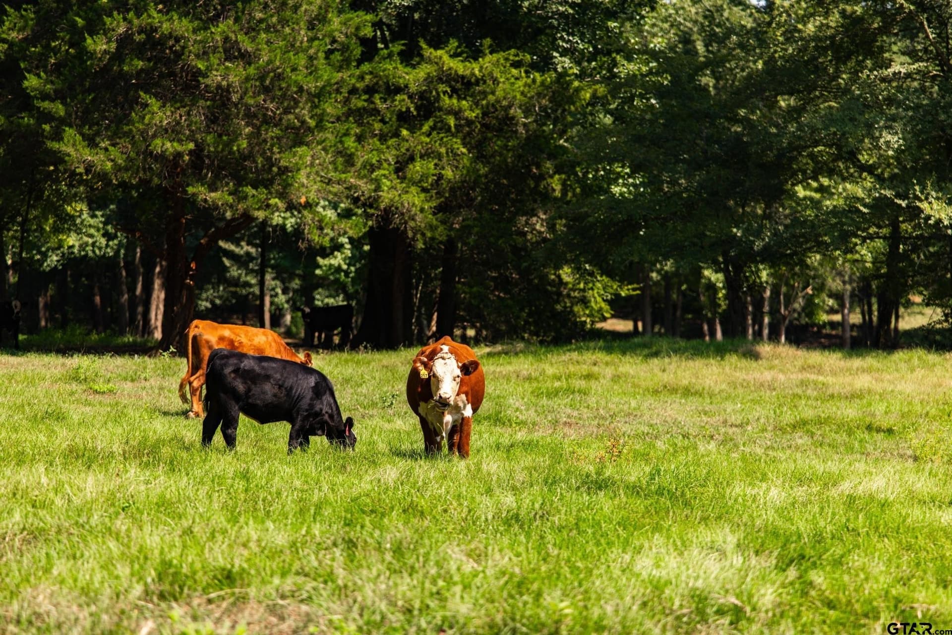 35.17 acres in Anderson County - photo 31