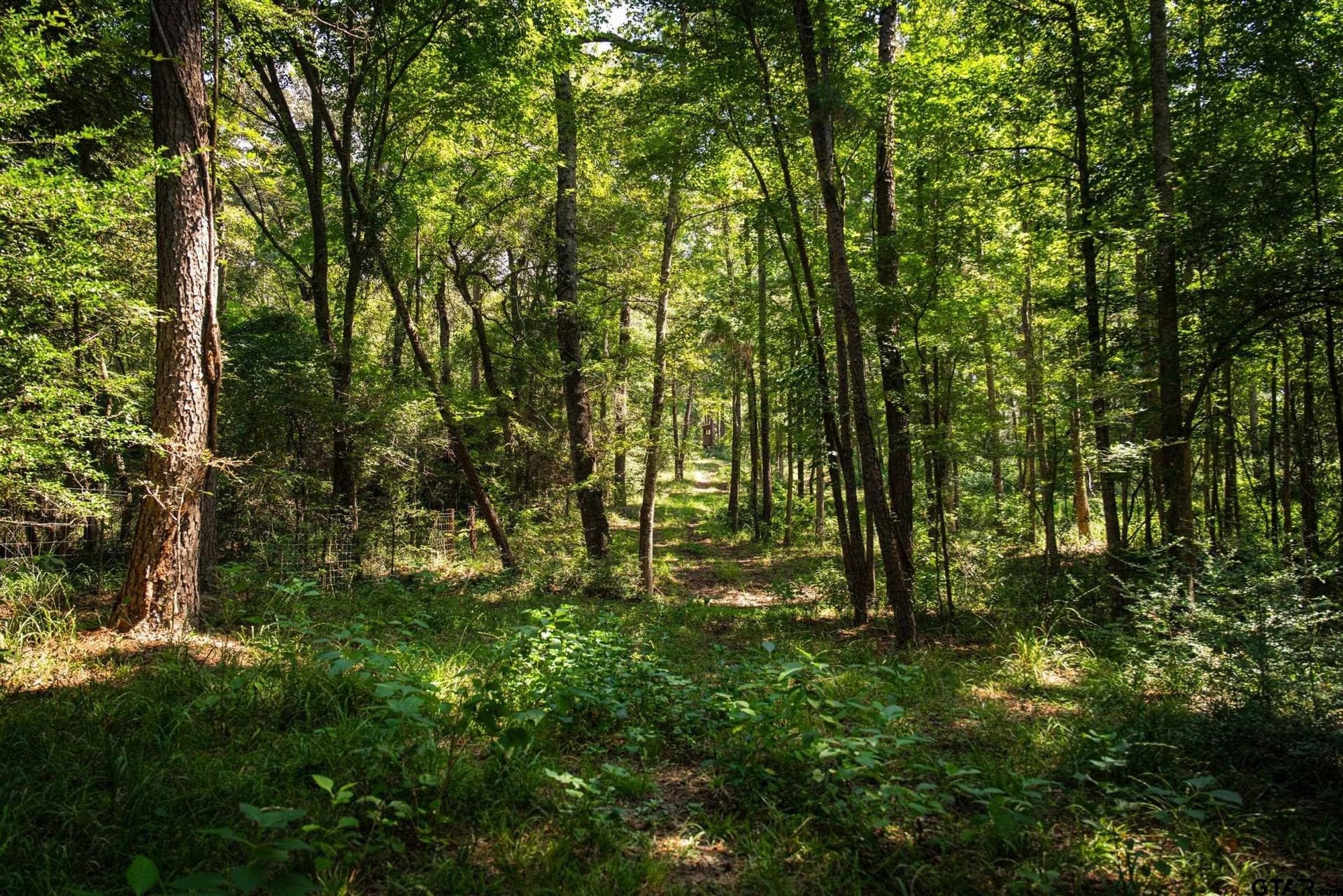 35.17 acres in Anderson County - photo 29