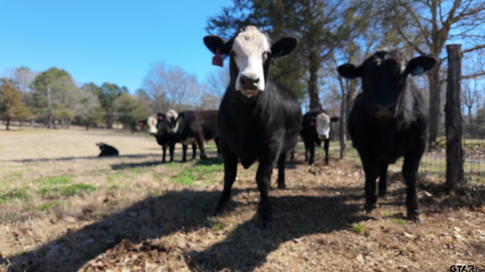 35.17 acres in Anderson County - photo 38