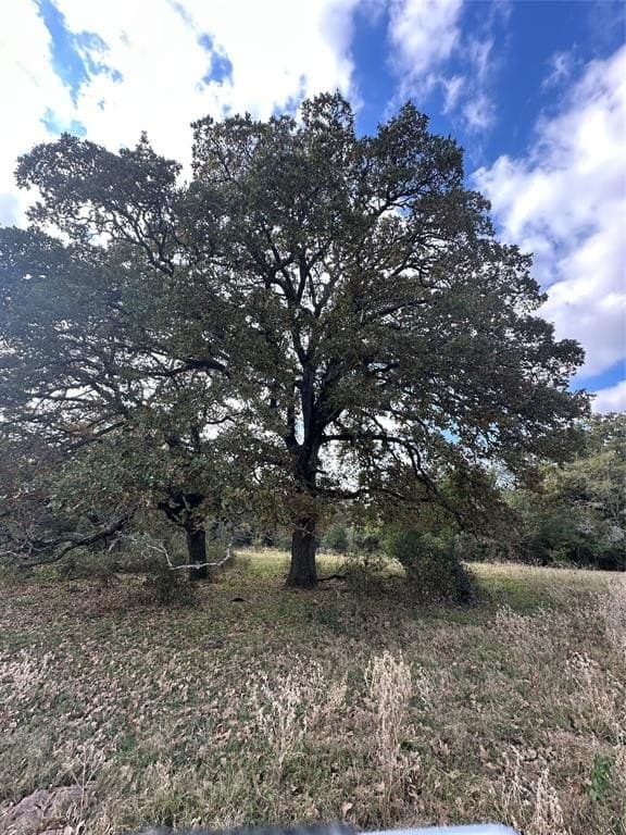 90 acres in Limestone County - photo 17