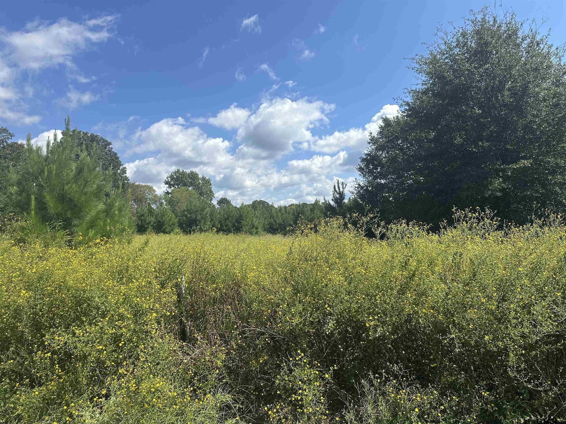 18.48 acres in Cherokee County - photo 7