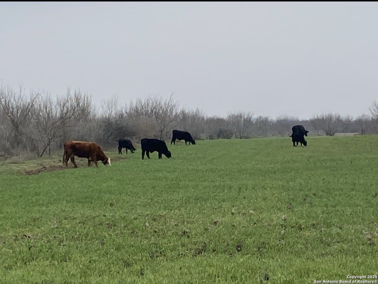 10.1 acres in Bexar County - photo 18