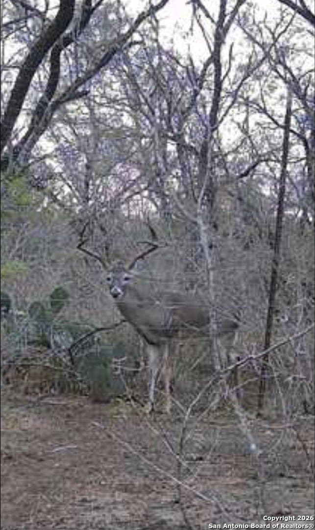10.1 acres in Bexar County - photo 23