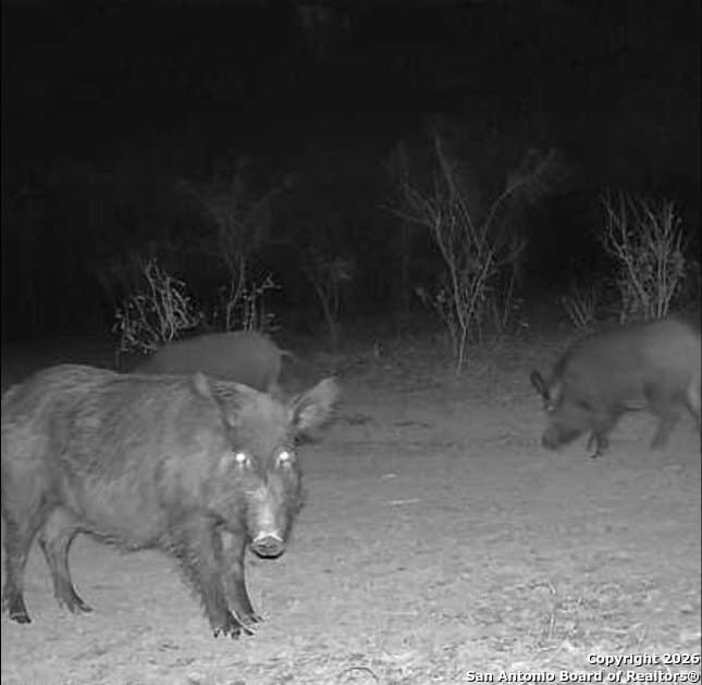 10.1 acres in Bexar County - photo 25