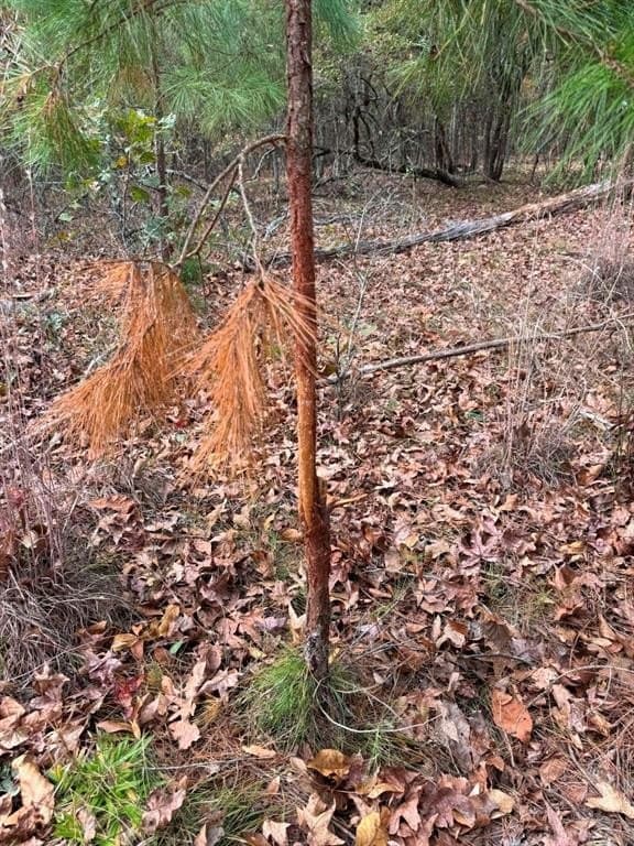 132.07 acres in Upshur County - photo 31
