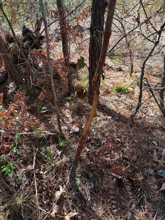 132.07 acres in Upshur County - photo 29