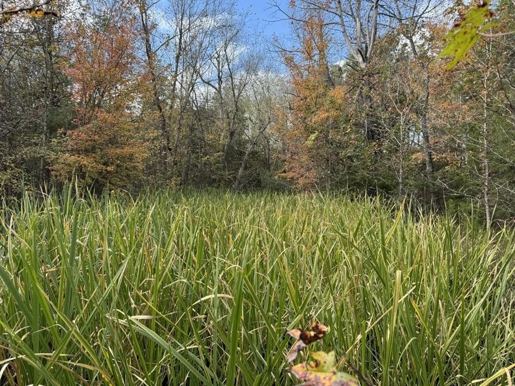 132.07 acres in Upshur County - photo 12