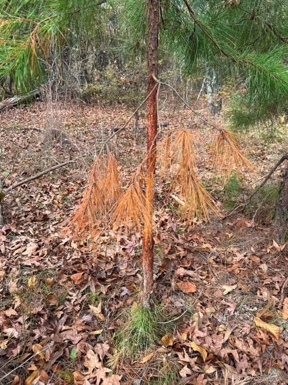132.07 acres in Upshur County - photo 32