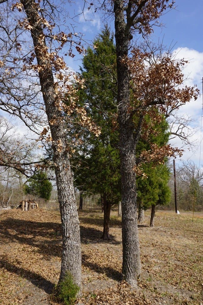 0.3 acres in Henderson County - photo 5