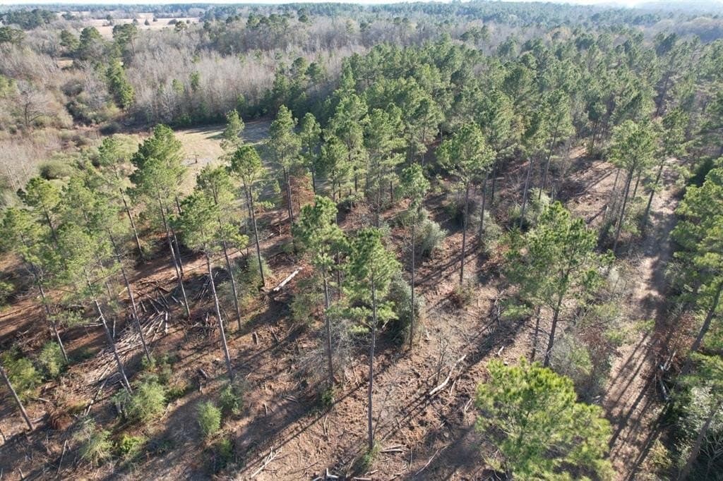 12 acres in Panola County - photo 5