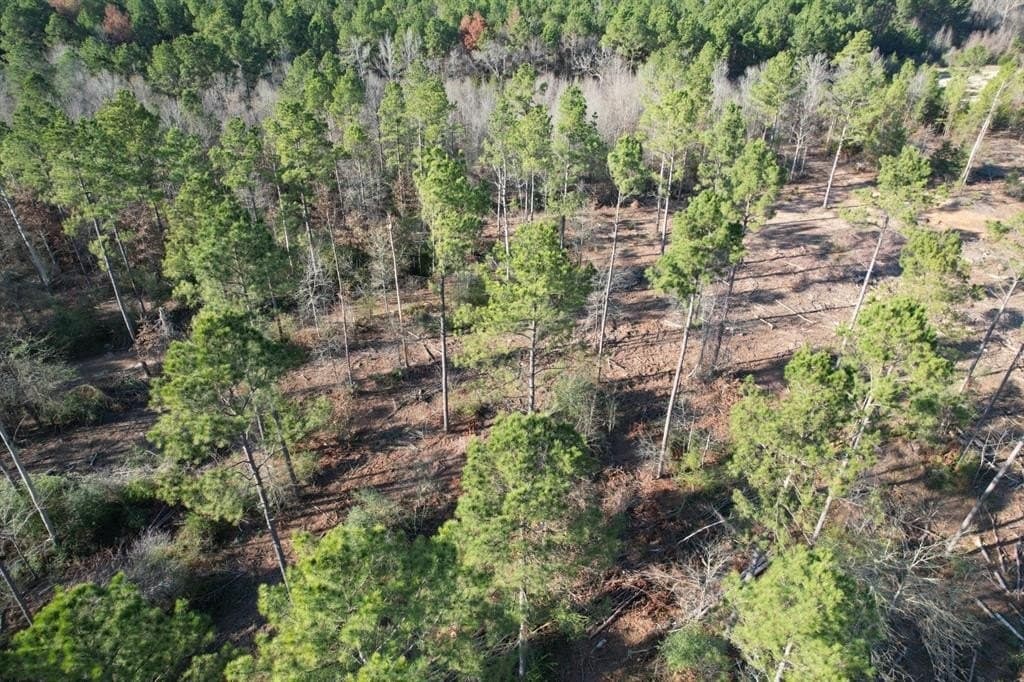 12 acres in Panola County - photo 3