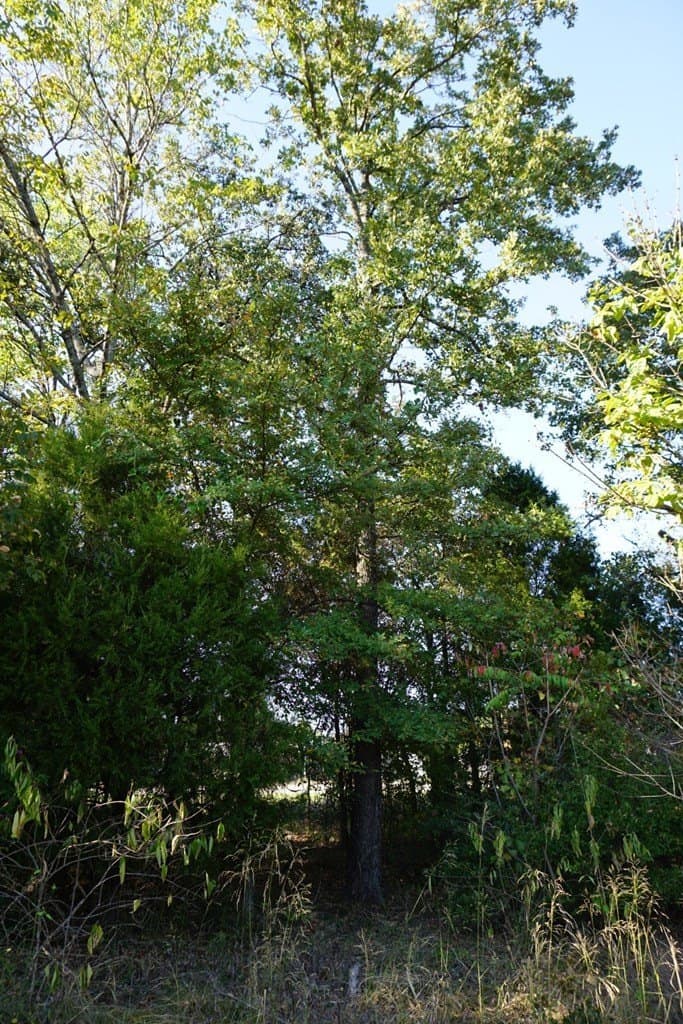 0.25 acres in Henderson County - photo 10