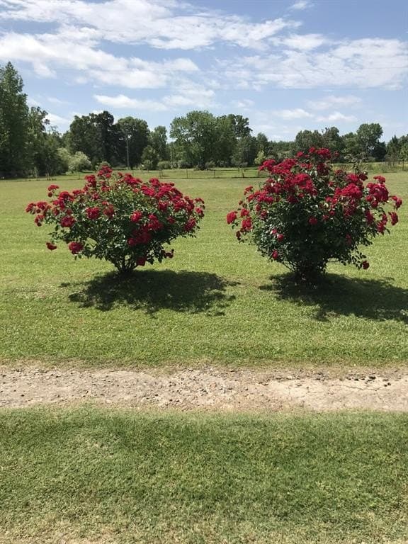 10 acres in Bowie County - photo 38