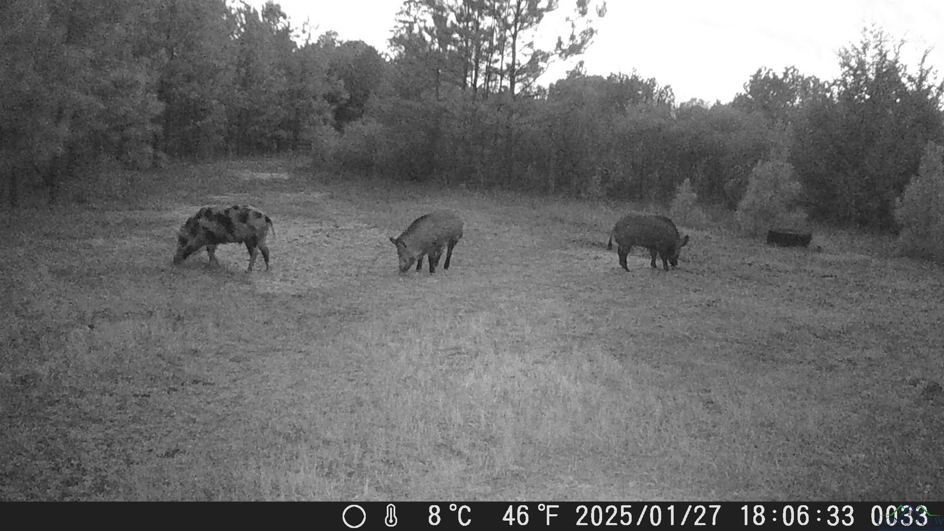 60.64 acres in Panola County - photo 46