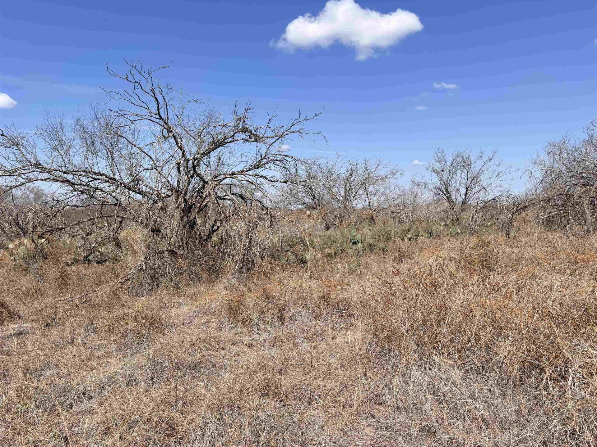 25 acres in Jim Wells County - photo 10
